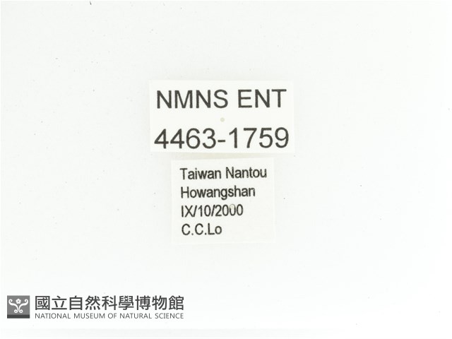 艷金龜藏品圖，第2張
