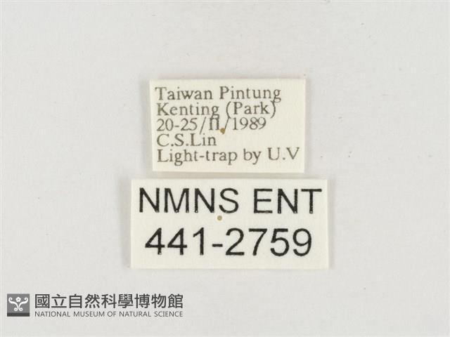 小白紋毒蛾藏品圖，第3張