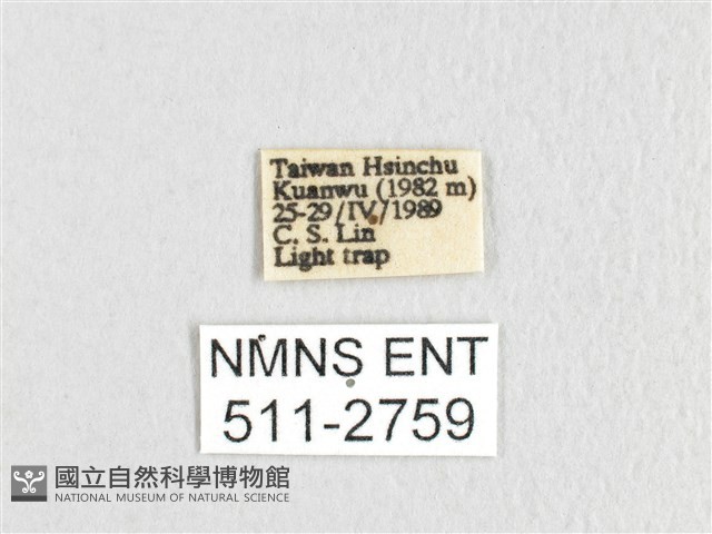銀肩枯葉蛾藏品圖，第3張