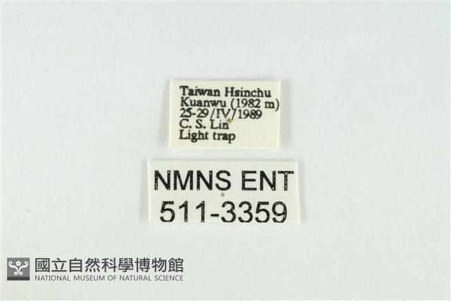 寬紋黃毒蛾藏品圖，第3張