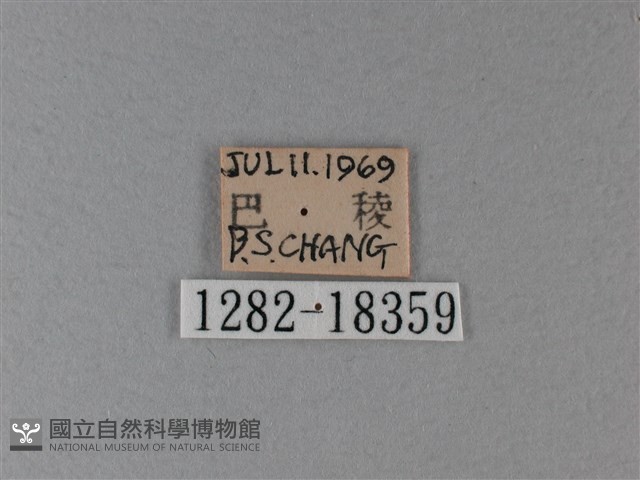 殘眉線蛺蝶藏品圖，第3張