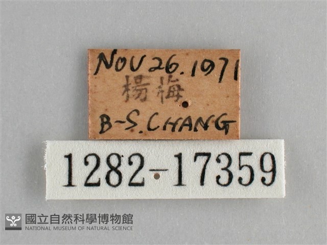 眼蛺蝶、孔雀蛺蝶藏品圖，第3張