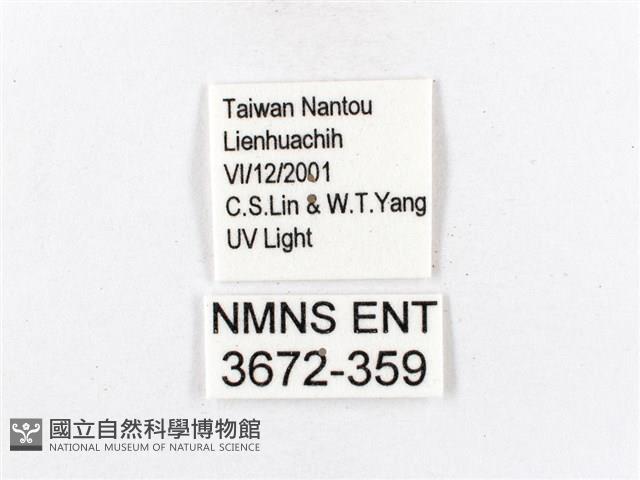 木毒蛾藏品圖，第3張