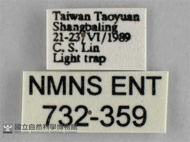 枯葉尺蛾藏品圖，第3張