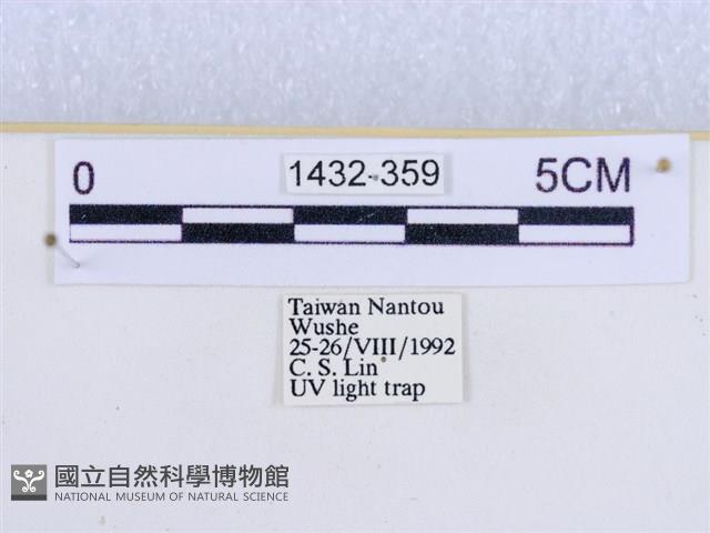 閃光苔蛾藏品圖，第3張