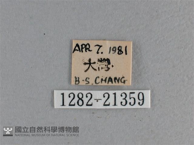 黃星弄蝶藏品圖，第3張