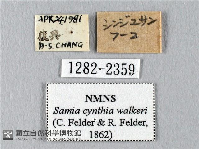 眉紋天蠶蛾藏品圖，第3張