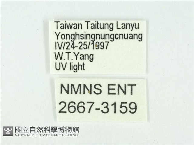 叉紋閃舞蛾藏品圖，第3張
