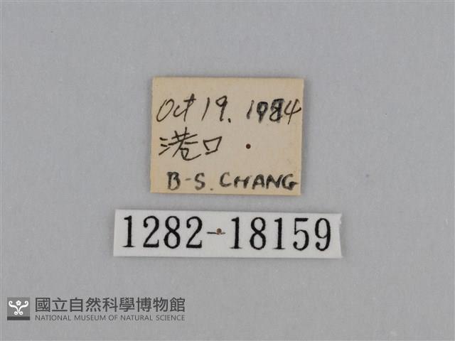 亮色黃蝶藏品圖，第3張