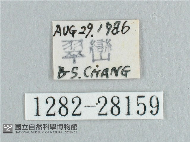枯葉紋鉤蛾藏品圖，第3張