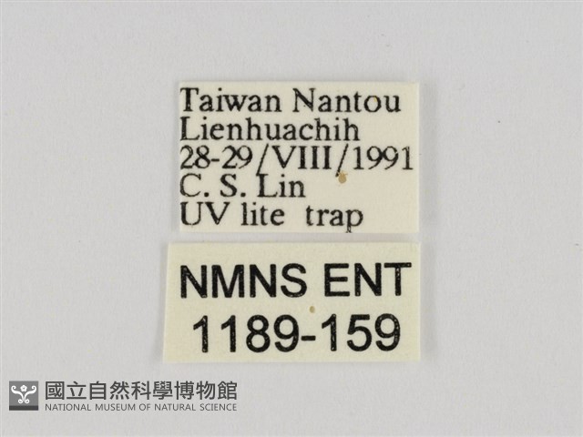 線紋篩蛾藏品圖，第3張