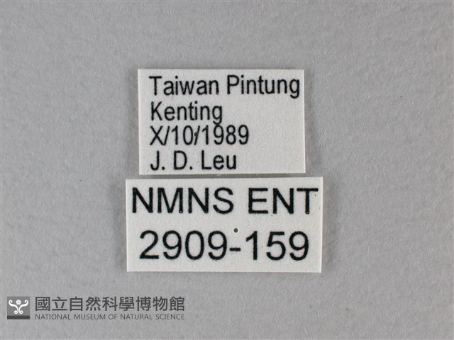 小紅蛺蝶藏品圖，第3張