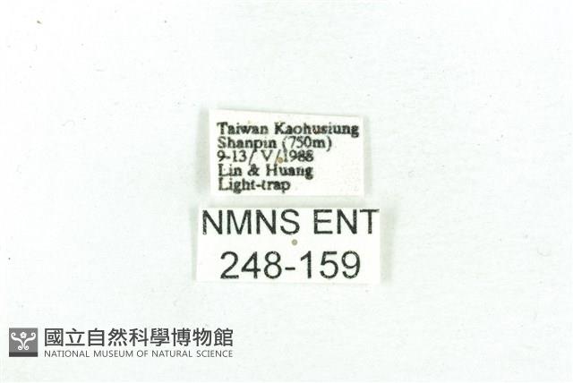 乳白斑燈蛾藏品圖，第3張