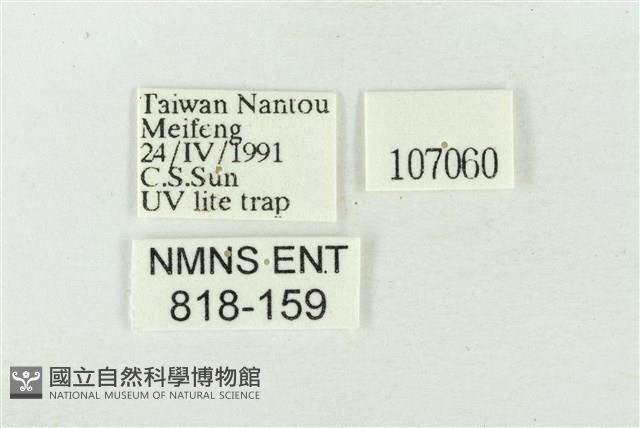 素木氏美波紋蛾藏品圖，第3張