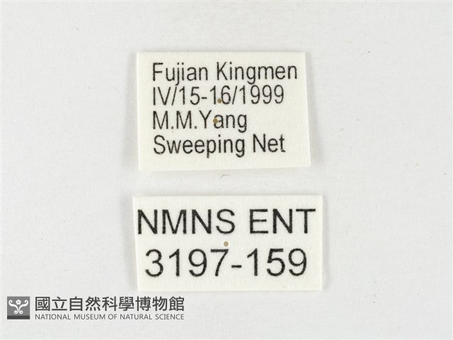 紋黃粉蝶藏品圖，第3張