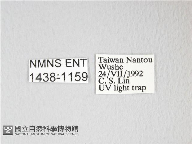 圓翅大鉤蛾藏品圖，第3張