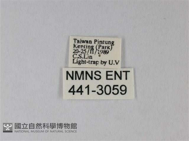 臺灣卵翅蛾藏品圖，第3張