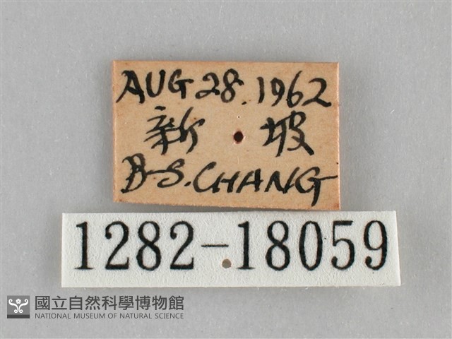 雌擬幻蛺蝶、雌紅紫蛺蝶藏品圖，第3張