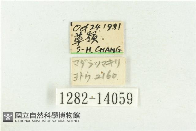 紅暈散紋夜蛾藏品圖，第3張