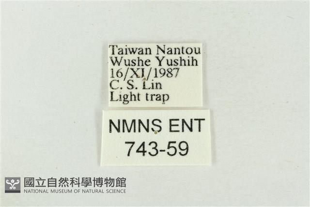 印華波紋蛾藏品圖，第3張