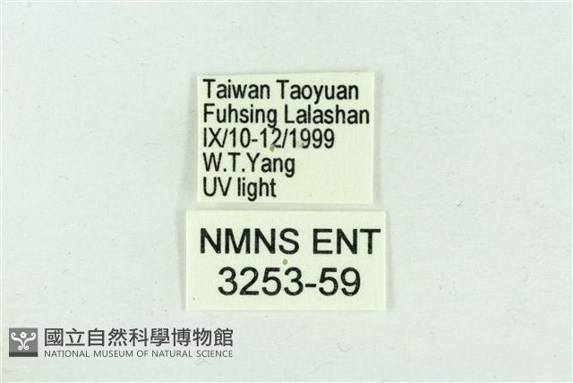 臺雪苔蛾藏品圖，第3張