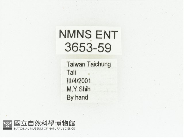 黑斑陷紋金龜藏品圖，第2張