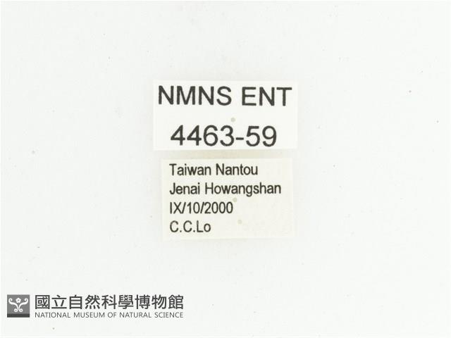 姬白條金龜藏品圖，第2張