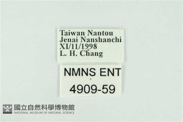 東方喙蝶藏品圖，第3張