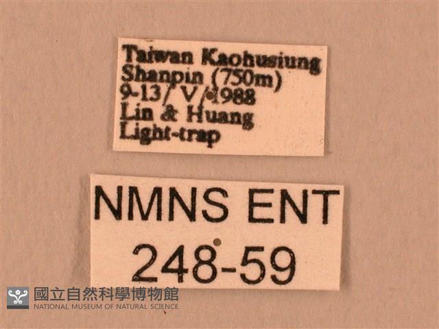 斜線天蛾藏品圖，第3張