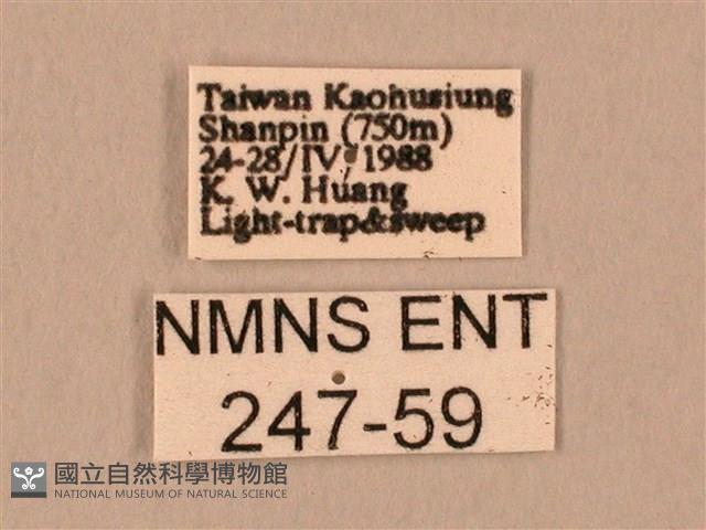 臀角斑天蛾藏品圖，第3張