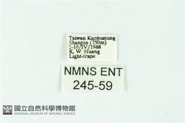 三條橙燈蛾藏品圖，第3張