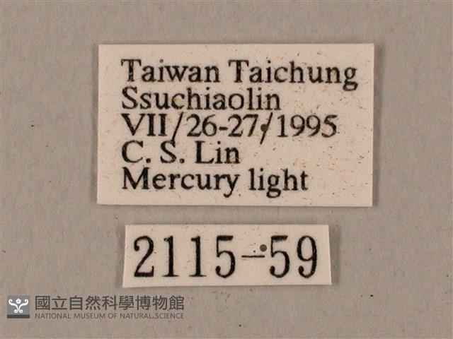 鋸線天蛾藏品圖，第3張