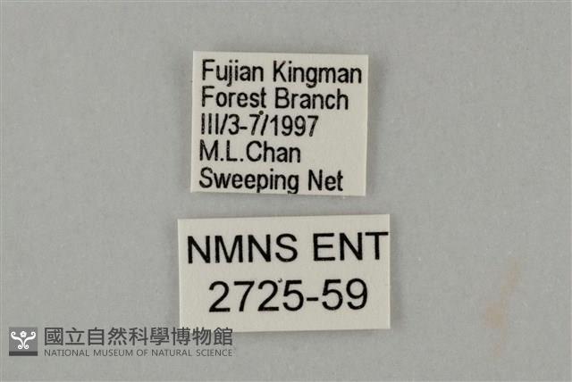 藍灰蝶沖繩亞種藏品圖，第3張