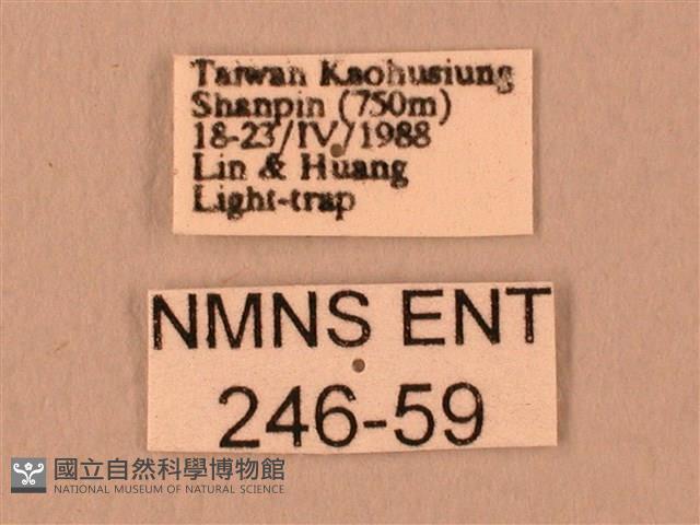 波紋豆天蛾藏品圖，第3張