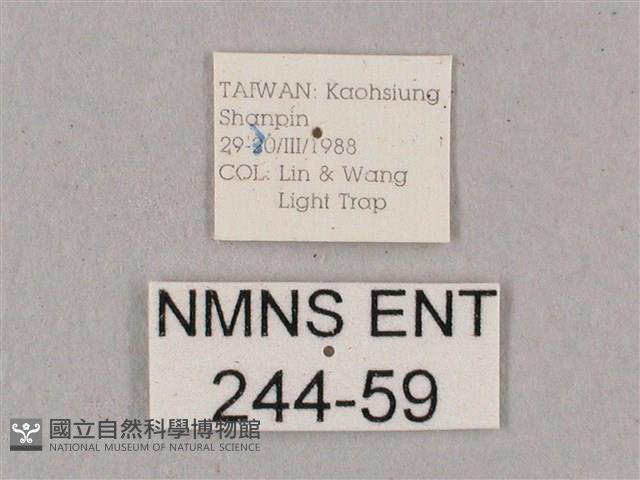 直翅六點天蛾藏品圖，第3張