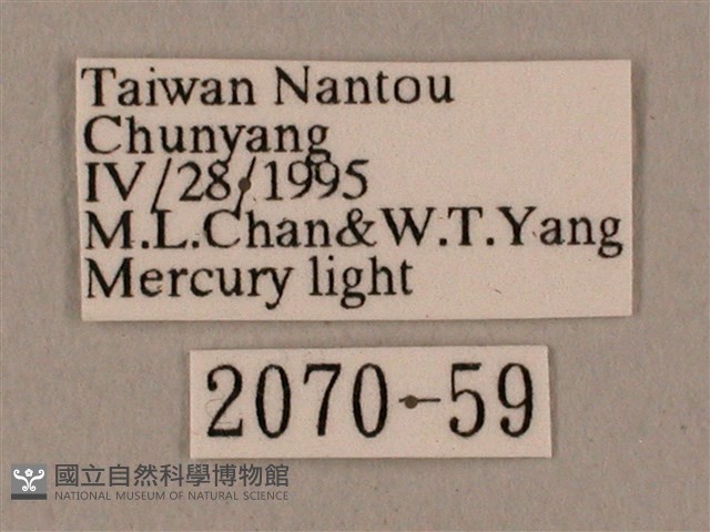 黑帶鷹翅天蛾藏品圖，第3張