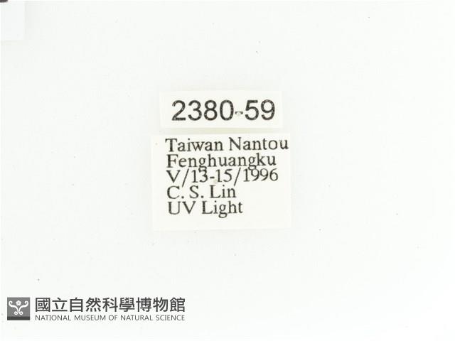 艷金龜藏品圖，第2張