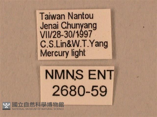 棕綠背線天蛾藏品圖，第3張