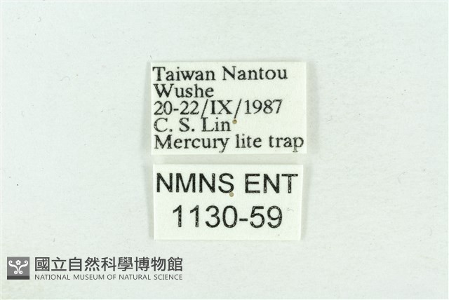 粉紅帶散紋夜蛾藏品圖，第3張