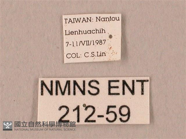 栗六點天蛾藏品圖，第3張