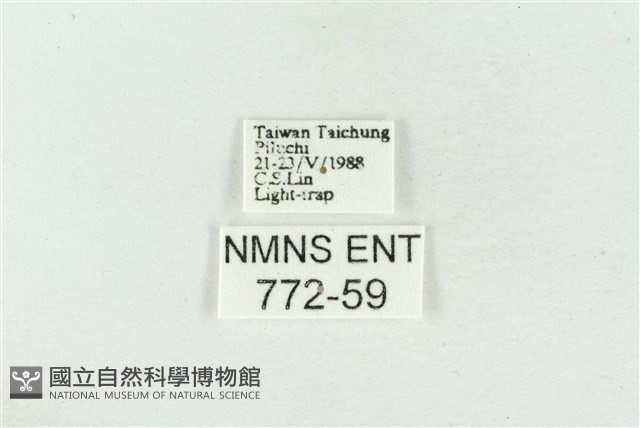 臺美波紋蛾藏品圖，第3張