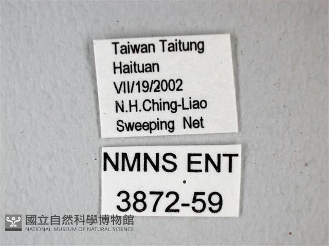 細邊琉灰蝶藏品圖，第3張