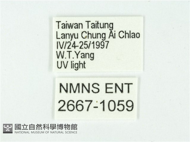 叉紋閃舞蛾藏品圖，第3張