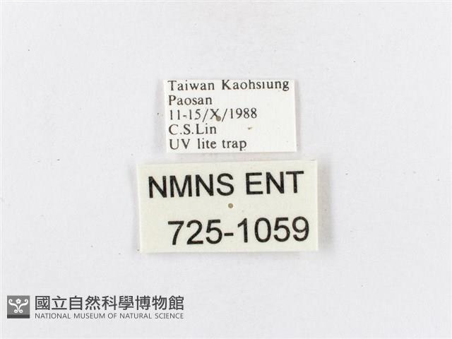 蓬萊茶斑蛾藏品圖，第3張