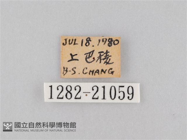 大波眼蝶藏品圖，第3張