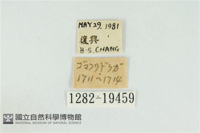 黑翅黃毒蛾藏品圖，第3張