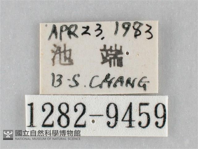 澄線尺蛾藏品圖，第3張