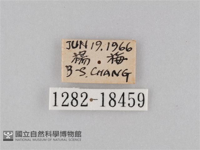 豆環蛺蝶藏品圖，第3張