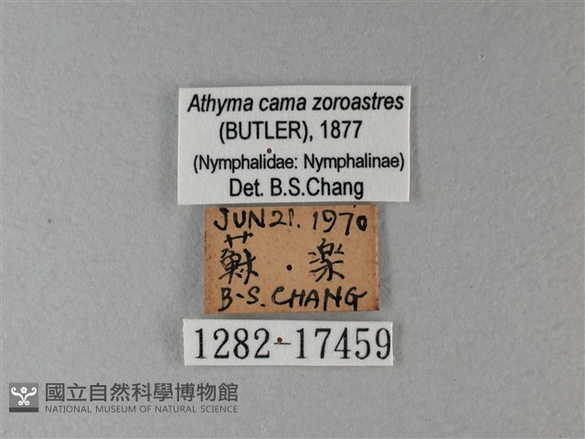 雙色帶蛺蝶藏品圖，第3張