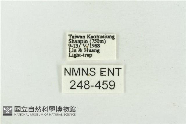 連珠波紋蛾藏品圖，第3張